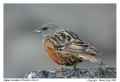 Альпийская завирушка фото (Prunella collaris) - изображение №2184 onbird.ru.<br>Источник: www.birdforum.net